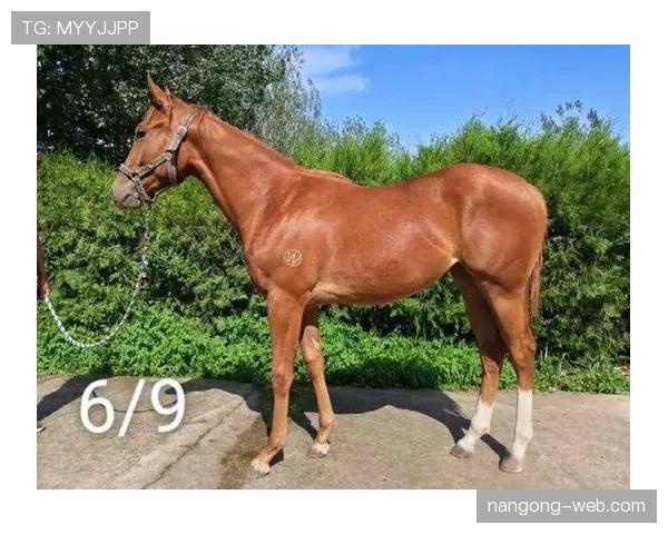 富里睡醒发现自家马场又多两匹纯血马，这月第几回了？