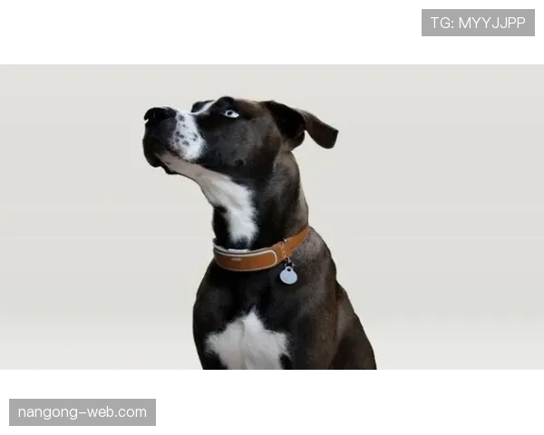 拉菲尼亚训练完顺手买了辆限量超跑，说是为了配他家狗的项圈